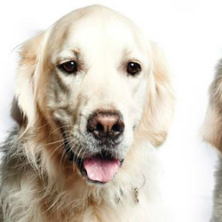 Benny bomstærk til højre er blevet modelhund for BEST FRIEND og kan følges på Facebook. 2015